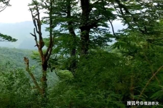 奥利维亚药店